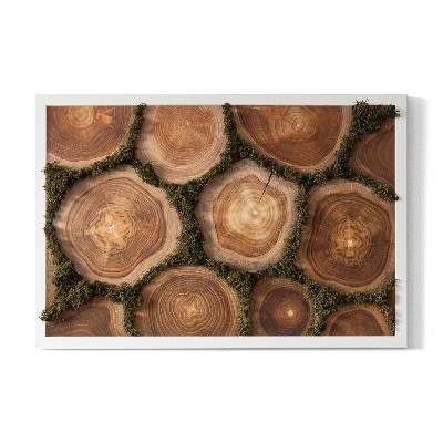 Moss wall art Trunk cross -section
