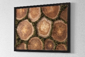 Moss wall art Trunk cross -section