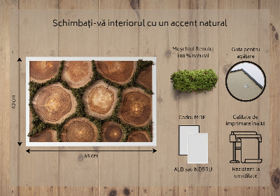 Moss wall art Trunk cross -section