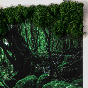 Live moss wall art River in the middle of the forest