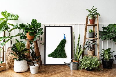 Moss picture Peacock