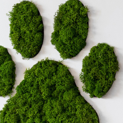Moss picture Paw print