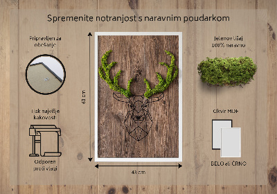 Living moss wall art Deer head on a wooden background