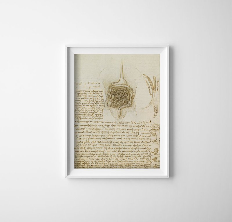 Poster Da Vinci The Gastrointestinal Tract And The Bladder