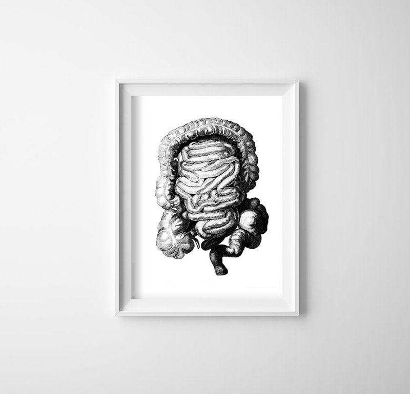 Poster Anatomical Print Large Intestine