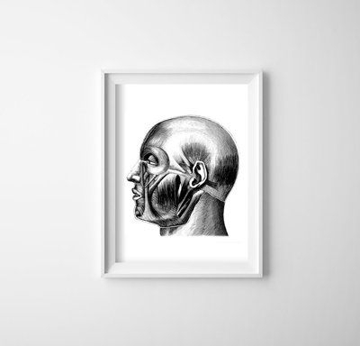 Canvas poster Anatomical Prints Head muscles