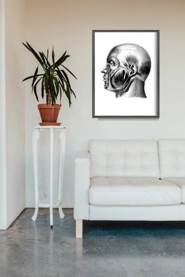 Canvas poster Anatomical Prints Head muscles