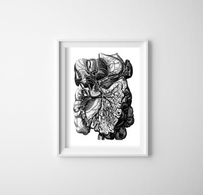 Poster Anatomical Prints Human Muscles