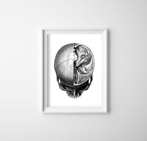 Wall art Anatomical Prints Head Skullt
