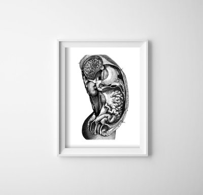 Poster Anatomical Inside Organ