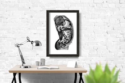 Poster Anatomical Inside Organ