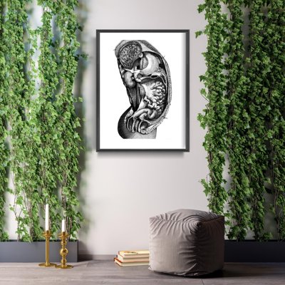 Poster Anatomical Inside Organ