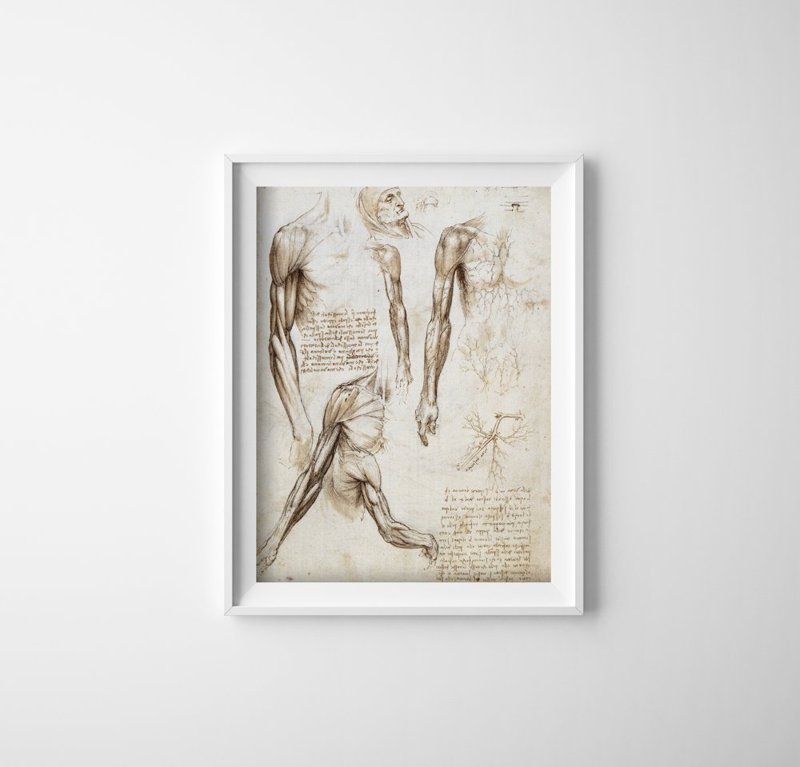 Vintage poster art Muscles Of The Upper Limbs Da Vinci