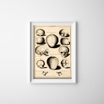 Poster John Fotherby Most of External Face Bones