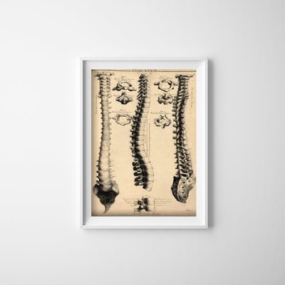 Poster John Fotherby Anatomy Art