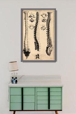 Poster John Fotherby Anatomy Art