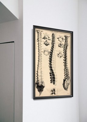 Poster John Fotherby Anatomy Art