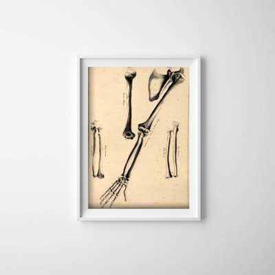 Wall art John Fotherby Arm Bones