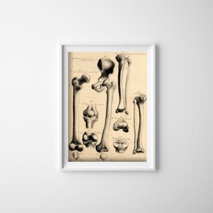 Canvas poster John Fotherby Human Anatomy Print