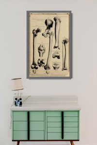 Canvas poster John Fotherby Human Anatomy Print