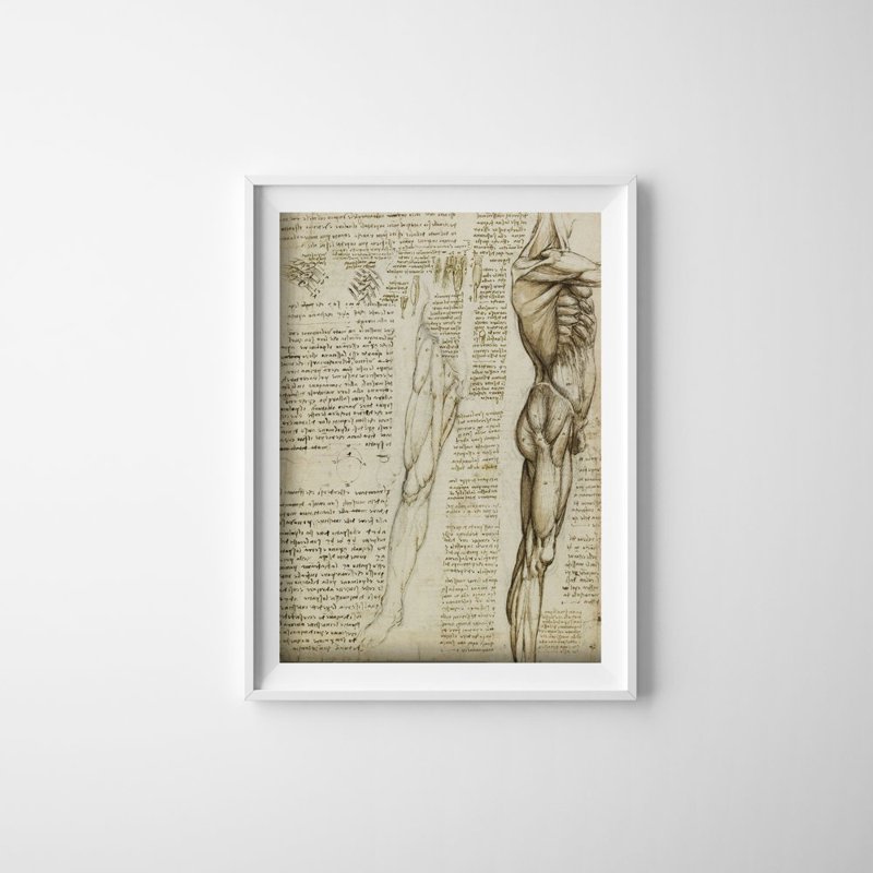 Vintage poster Da Vinci Muscles Of The Leg