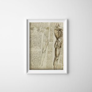 Vintage poster Da Vinci Muscles Of The Leg