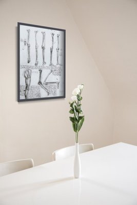 Poster Da Vinci Bones Legs