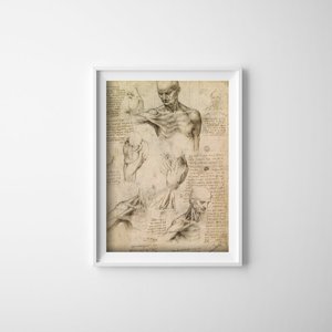 Poster Da Vinci Muscles