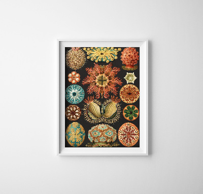 Vintage poster art Sea Animal Print