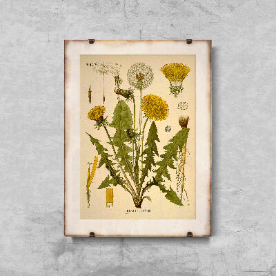 Canvas poster Teraxacum Officinale Dandelion Print
