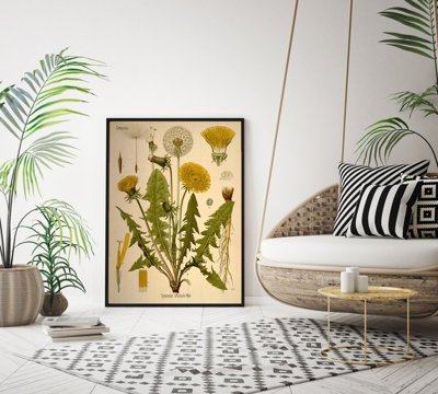 Canvas poster Teraxacum Officinale Dandelion Print