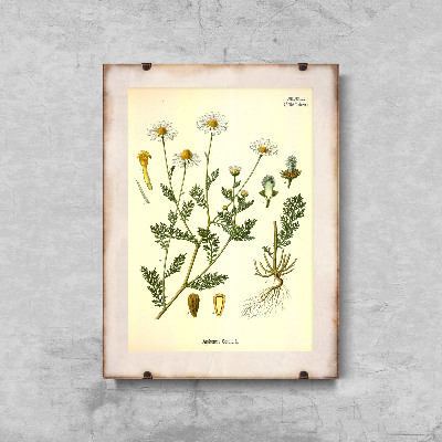 Poster Stinking Chamomile Botanical