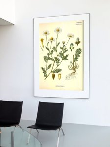 Poster Stinking Chamomile Botanical