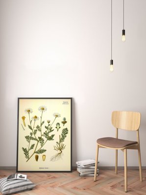 Poster Stinking Chamomile Botanical
