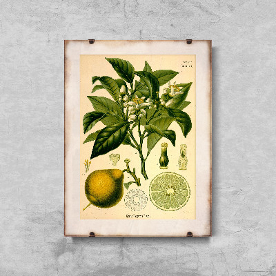Vintage poster Bergamote Orange Risso