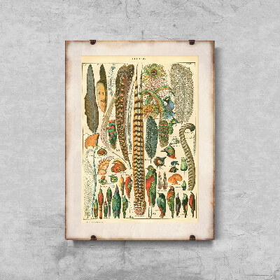 Vintage poster art Feather Print Plumes Adolphe Millot