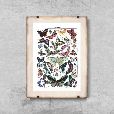 Canvas poster Botanical Print Butterfly Adolphe Millot Papillons