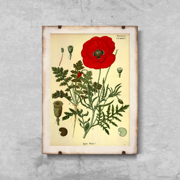 Poster Botanical Print Red Poppy