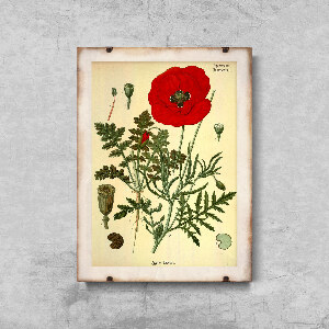 Poster Botanical Print Red Poppy
