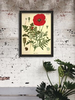 Poster Botanical Print Red Poppy