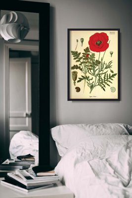 Poster Botanical Print Red Poppy