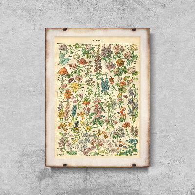 Poster Flower Print Adolphe Millo