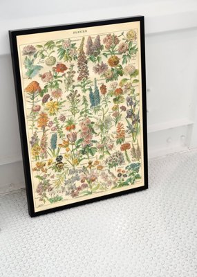 Poster Flower Print Adolphe Millo