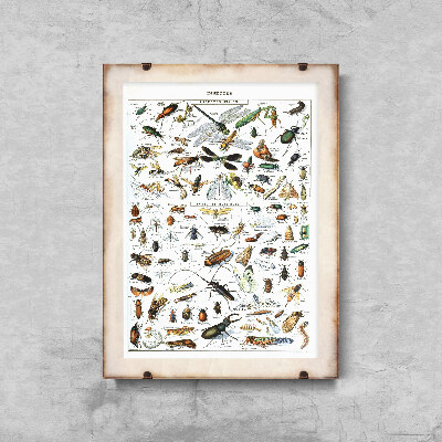 Vintage poster Insects Science Print Adolphe Millot