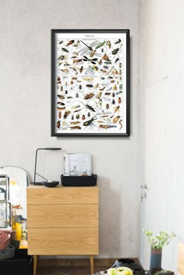 Vintage poster Insects Science Print Adolphe Millot