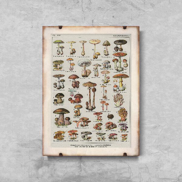 Vintage poster art Botanical Print Mushrooms Science Champignons