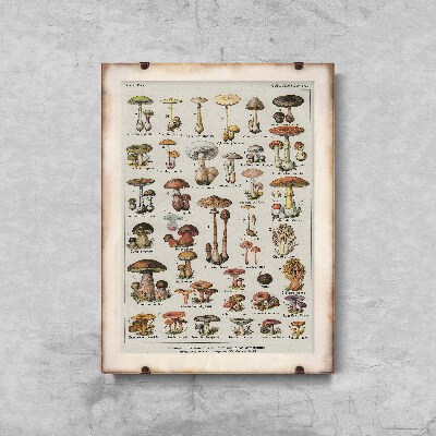 Vintage poster art Botanical Print Mushrooms Science Champignons