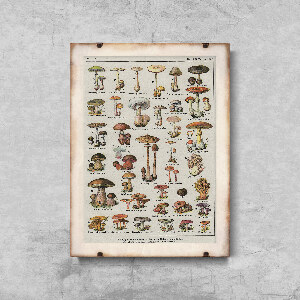 Vintage poster art Botanical Print Mushrooms Science Champignons