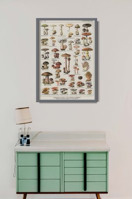 Vintage poster art Botanical Print Mushrooms Science Champignons