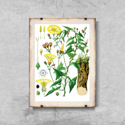 Wall art Botanical Princonvolvulus Scammonia